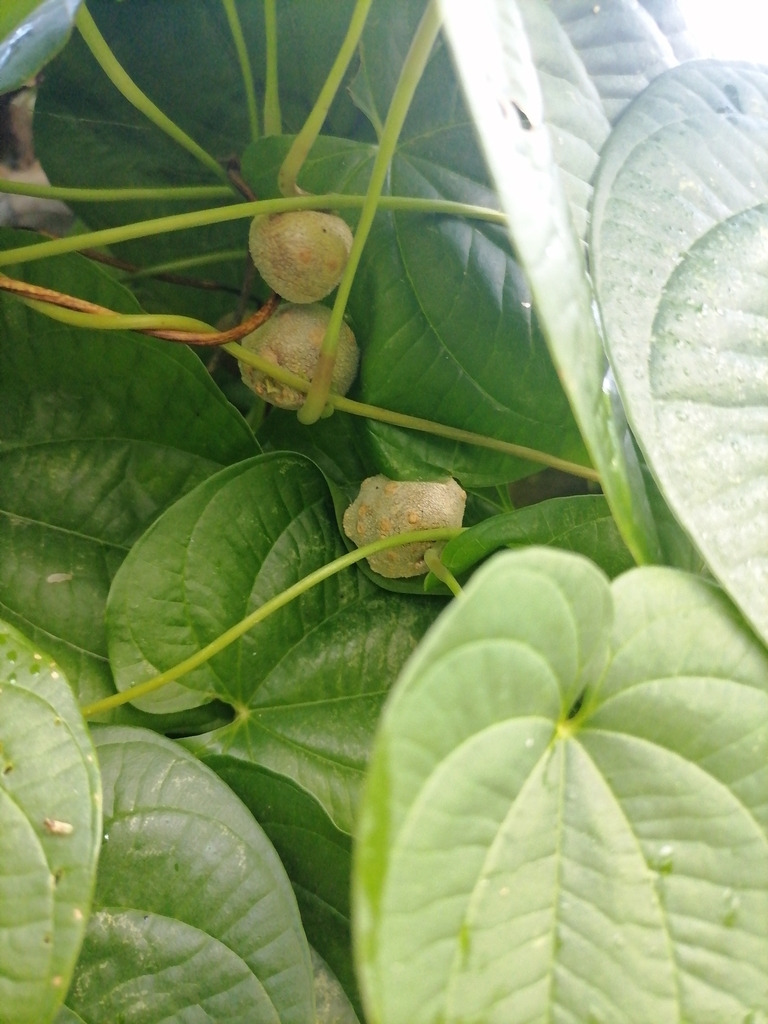 Cinnamon vines from 43003 Hgo., México on December 16, 2021 at 0832 AM