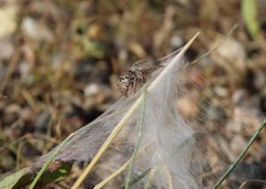Habronattus captiosus