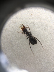 Camponotus novogranadensis