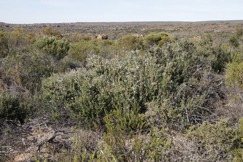 Image of Salvia dentata by (c) Tony Rebelo, some rights reserved (CC BY-SA)
