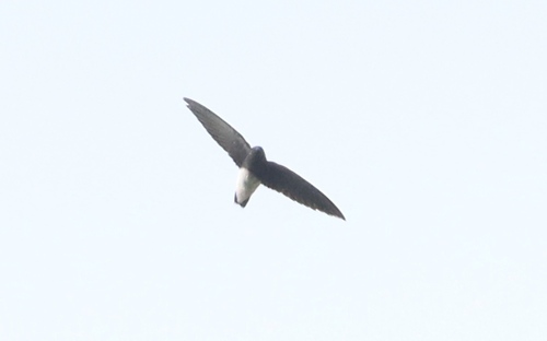 iNaturalist image