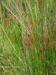 Machaerina articulata