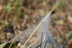 Habronattus captiosus
