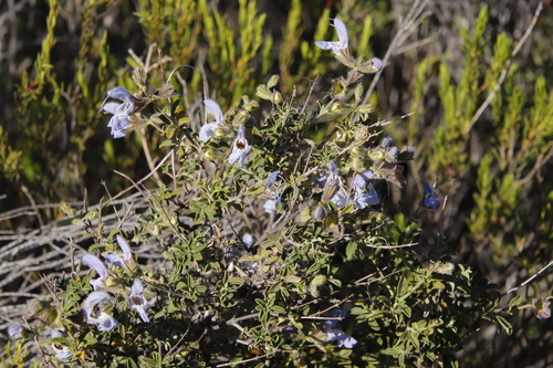 Image of Salvia dentata by (c) Tony Rebelo, some rights reserved (CC BY-SA)