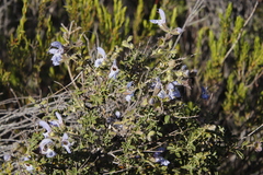 Salvia dentata