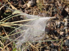 Habronattus captiosus