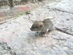 Gerbilliscus afer