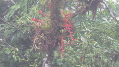 Tillandsia orogenes