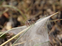 Habronattus captiosus