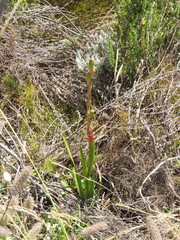 Watsonia coccinea