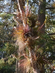 Tillandsia rodrigueziana
