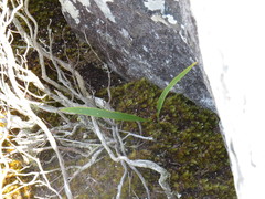 Campylopus bartramiaceus