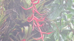 Tillandsia orogenes