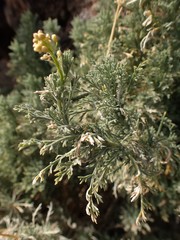 Descurainia bourgaeana