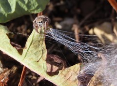 Habronattus captiosus