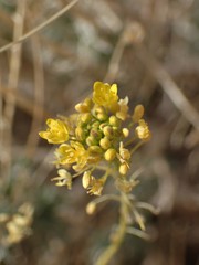 Descurainia bourgaeana