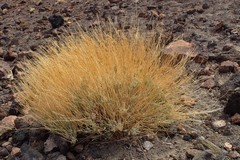 Descurainia bourgaeana