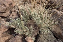 Descurainia bourgaeana