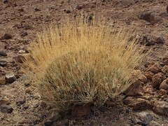 Descurainia bourgaeana