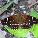 Mariposa Lunita Tejana - Photo (c) Matthew High, algunos derechos reservados (CC BY-NC)