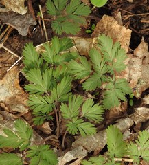 Dicentra