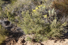 Phylica oleifolia