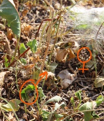 Habronattus captiosus