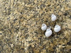 Echinolittorina modesta