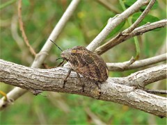 Sphyrocoris obliquus