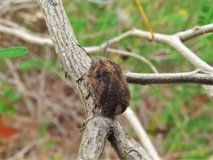 Sphyrocoris obliquus
