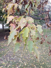 Acer ginnala