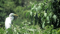 Ardea alba