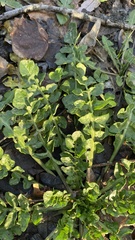Capsella bursa-pastoris