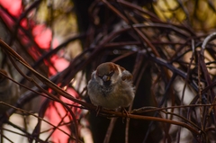 Passer domesticus