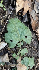 Geum urbanum
