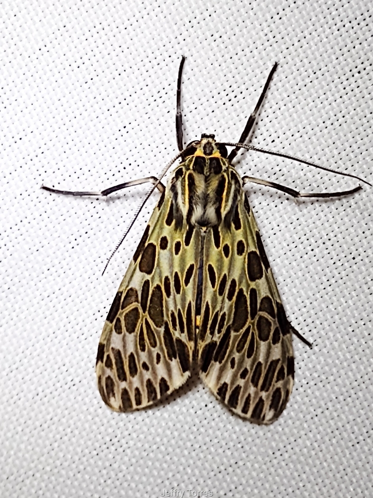 Eucereon cimonis