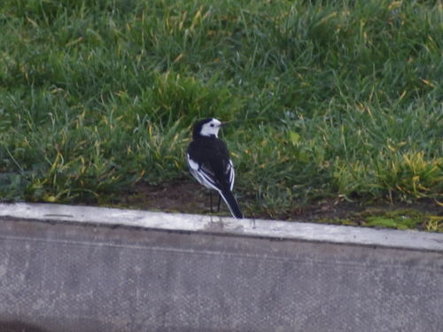Lavandera blanca (Motacilla alba)