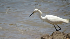 Egretta thula