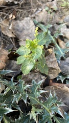 Mercurialis annua