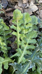 Capsella bursa-pastoris
