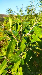 Salix pedicellata image