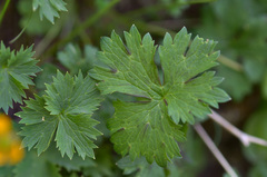 Ranunculus breyninus