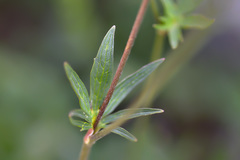 Ranunculus breyninus