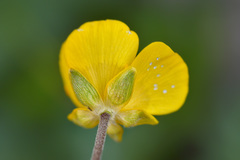 Ranunculus breyninus