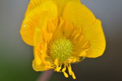 Ranunculus breyninus