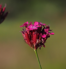 Dianthus cruentus