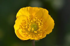 Ranunculus breyninus