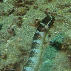 Laticauda semifasciata