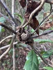 Callirhytis quercusbatatoides