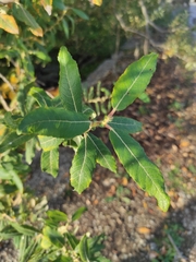 Salix pedicellata